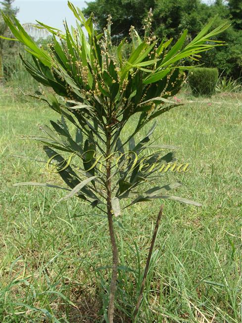  Plant